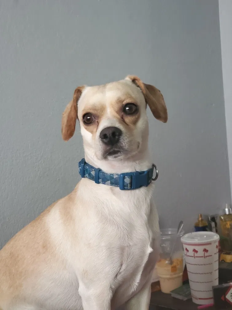 Lost dog in Tucson, AZ, 85703