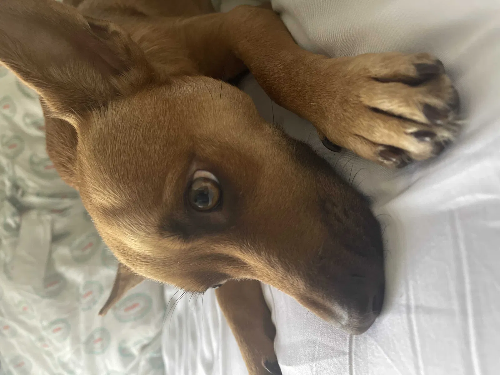 Lost dog in San Antonio, TX, 78224