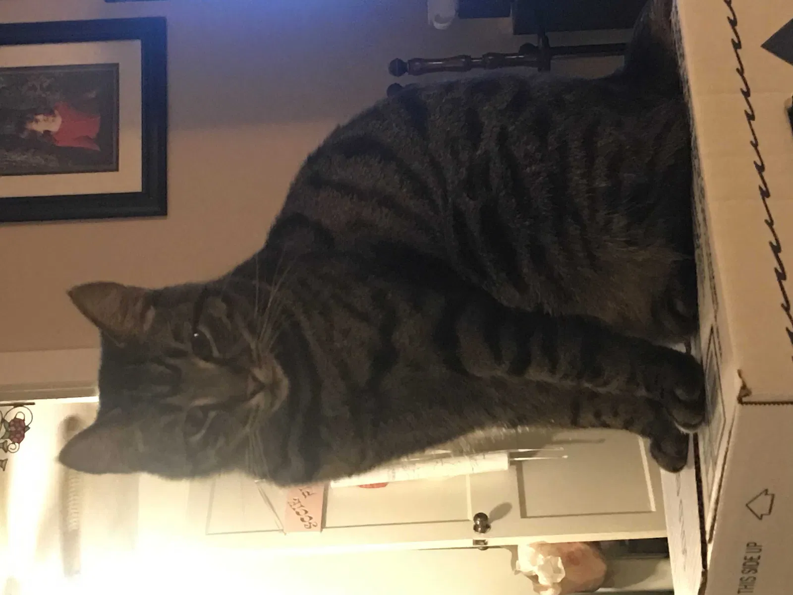 Lost cat in Dayton, OH, 45426