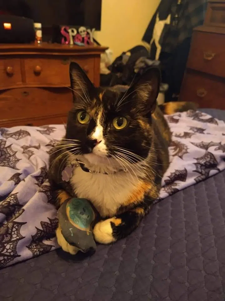 Lost cat in Modesto, CA, 95350