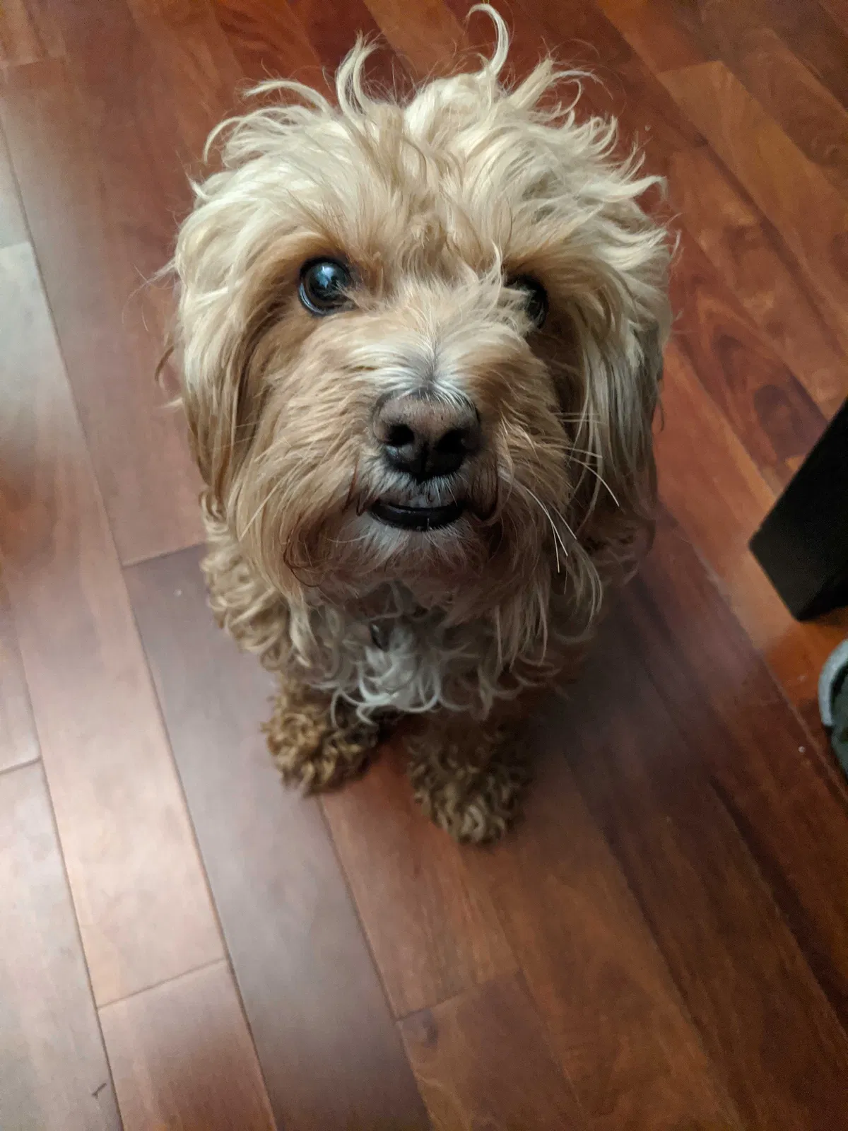 Lost dog in West Covina, CA, 91792