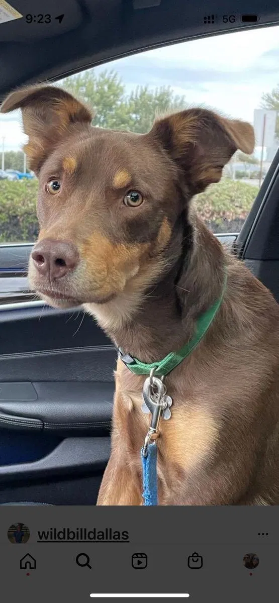 Lost dog in Dallas, TX, 75230