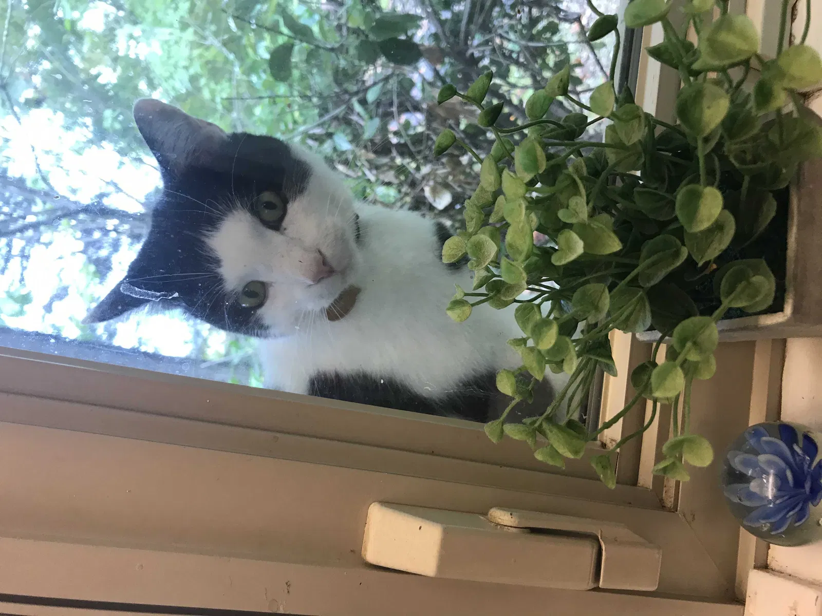 Lost cat in Jonesborough, TN, 37659