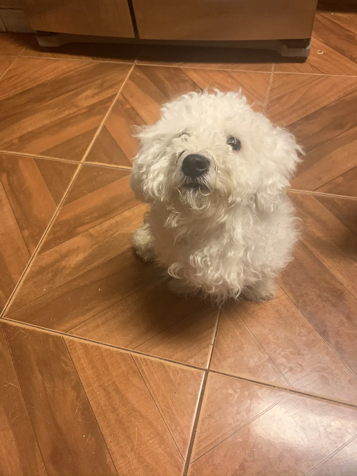 Lost dog in Haines City, FL, 33844