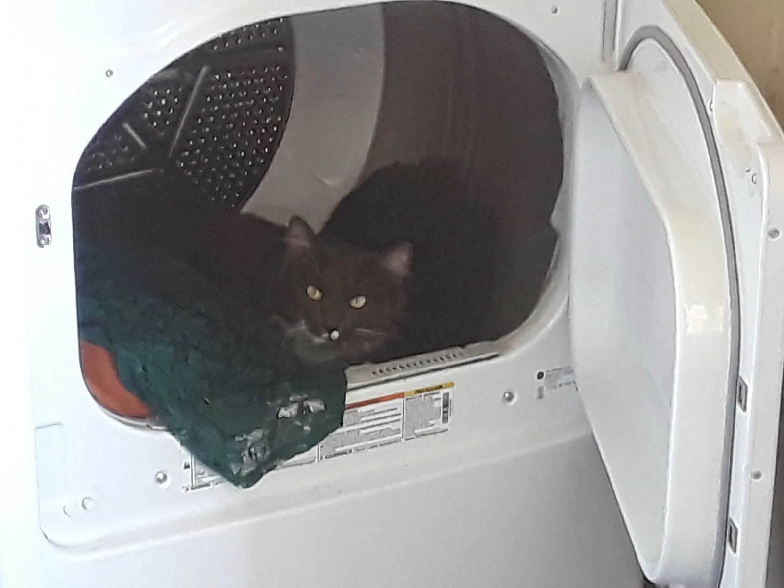 Lost cat in Murrieta, CA, 92562