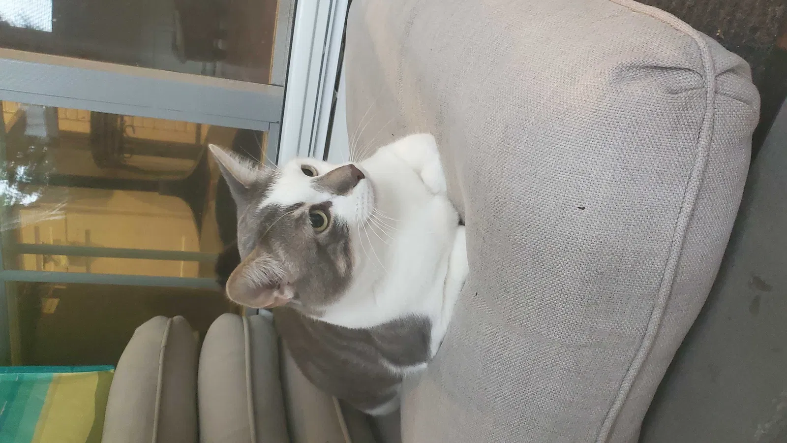 Lost cat in Woodbridge, CT, 6525