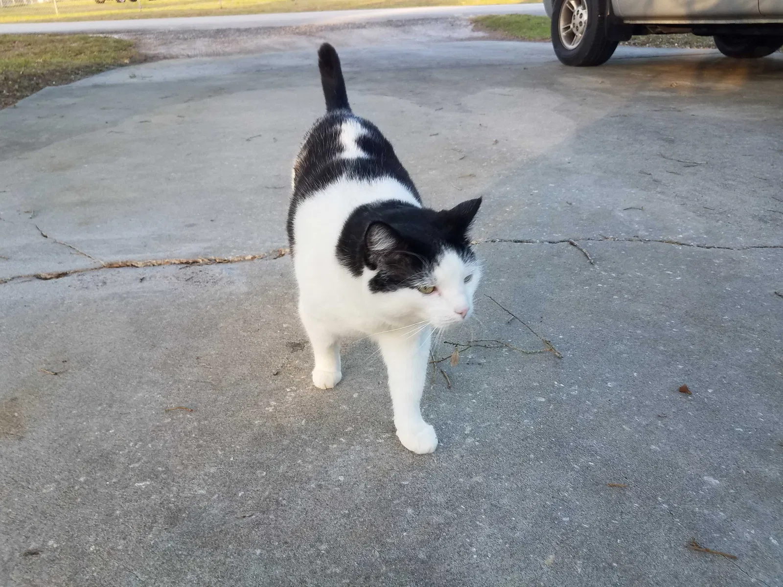 Lost cat in Sebastian, FL, 32958