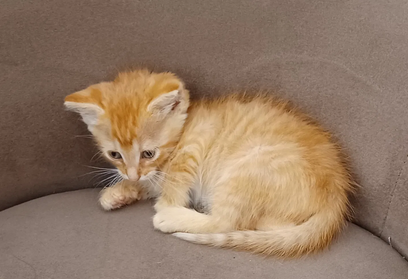 Lost cat in Middletown, NY, 10940