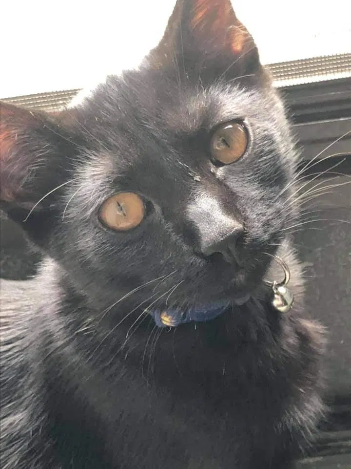 Lost cat in Asheville, NC, 28803