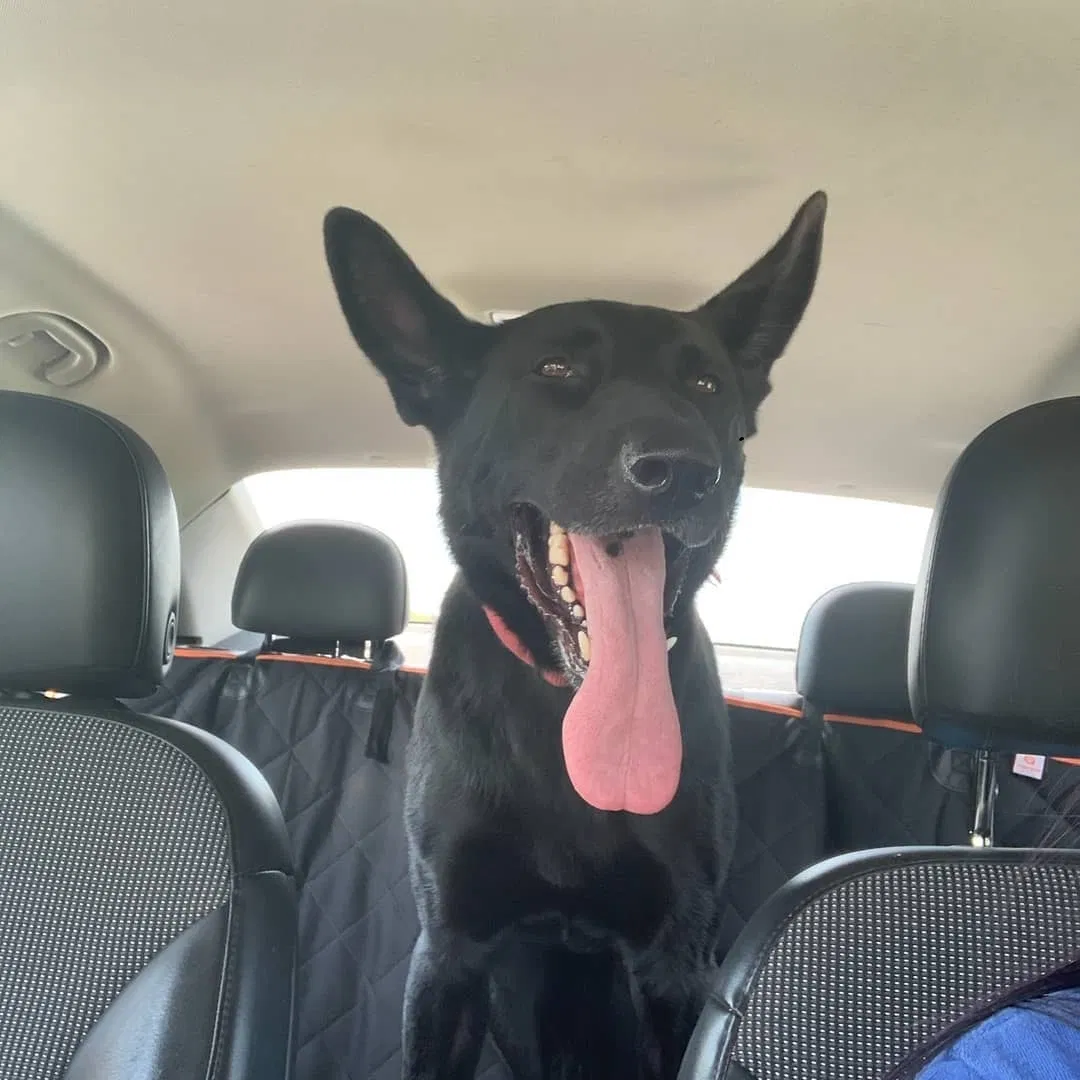 Lost dog in Rochester, MN, 55901