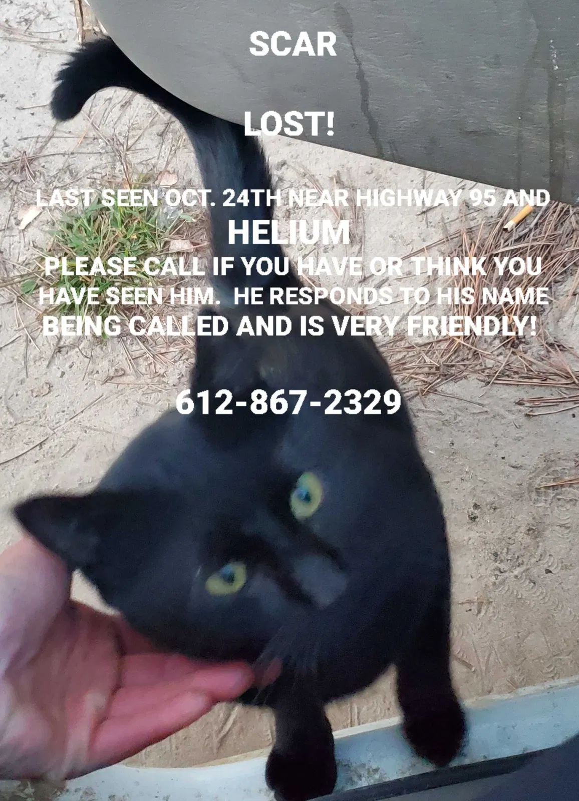 Lost cat in Cambridge, MN, 55008
