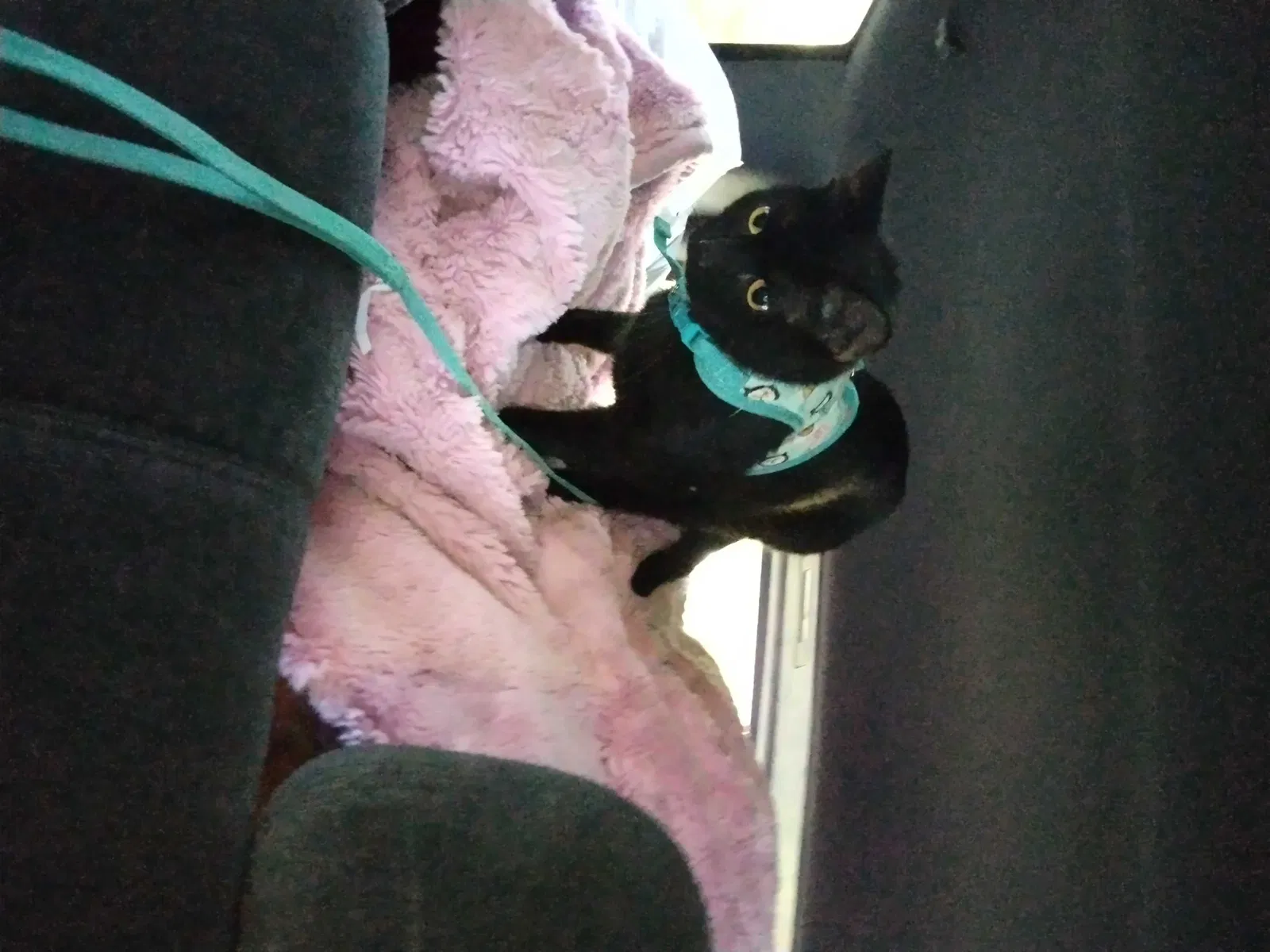 Lost cat in Rogers, AR, 72758