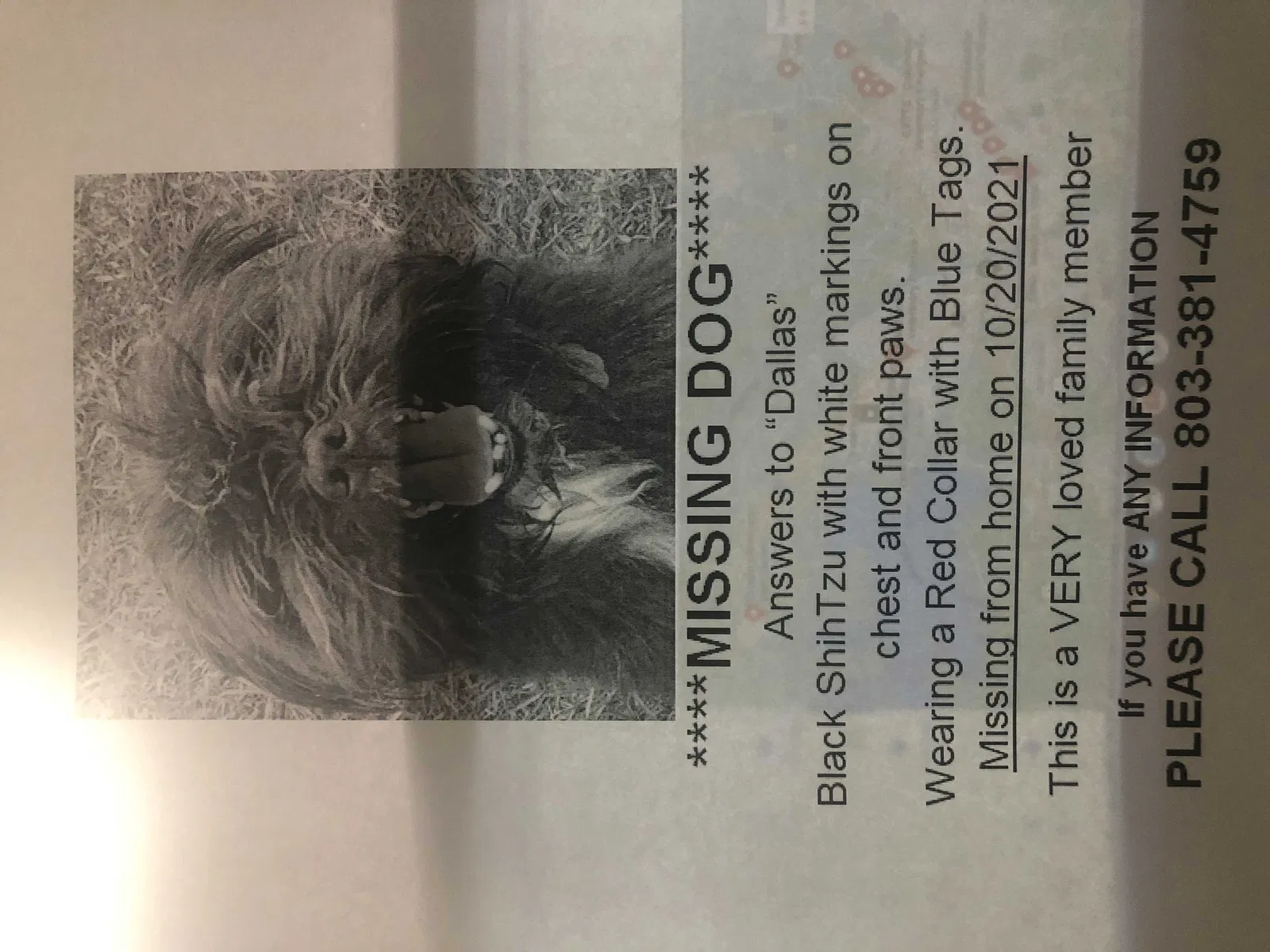 Lost dog in Lexington, SC, 29073