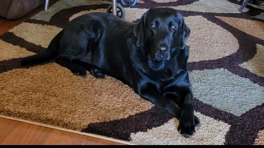 Lost dog in Conway, SC, 29526