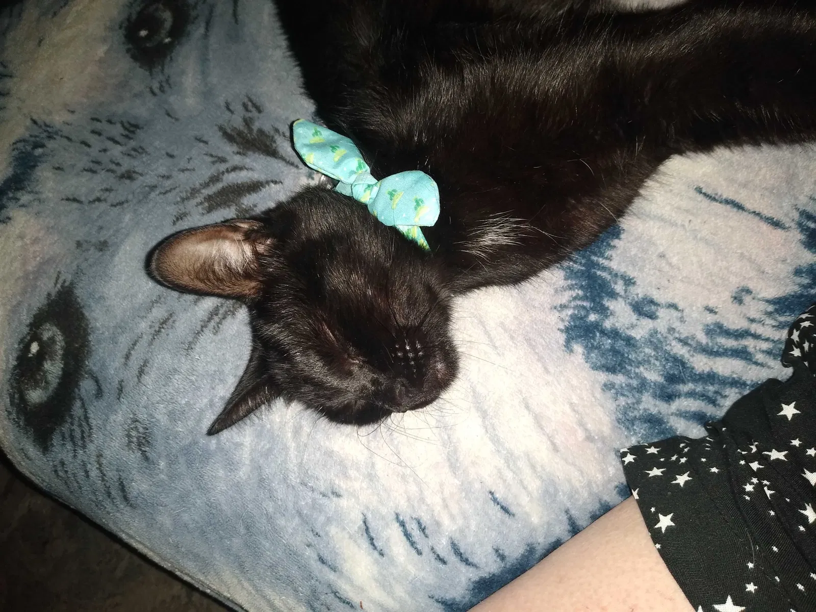 Lost cat in Houston, TX, 77036