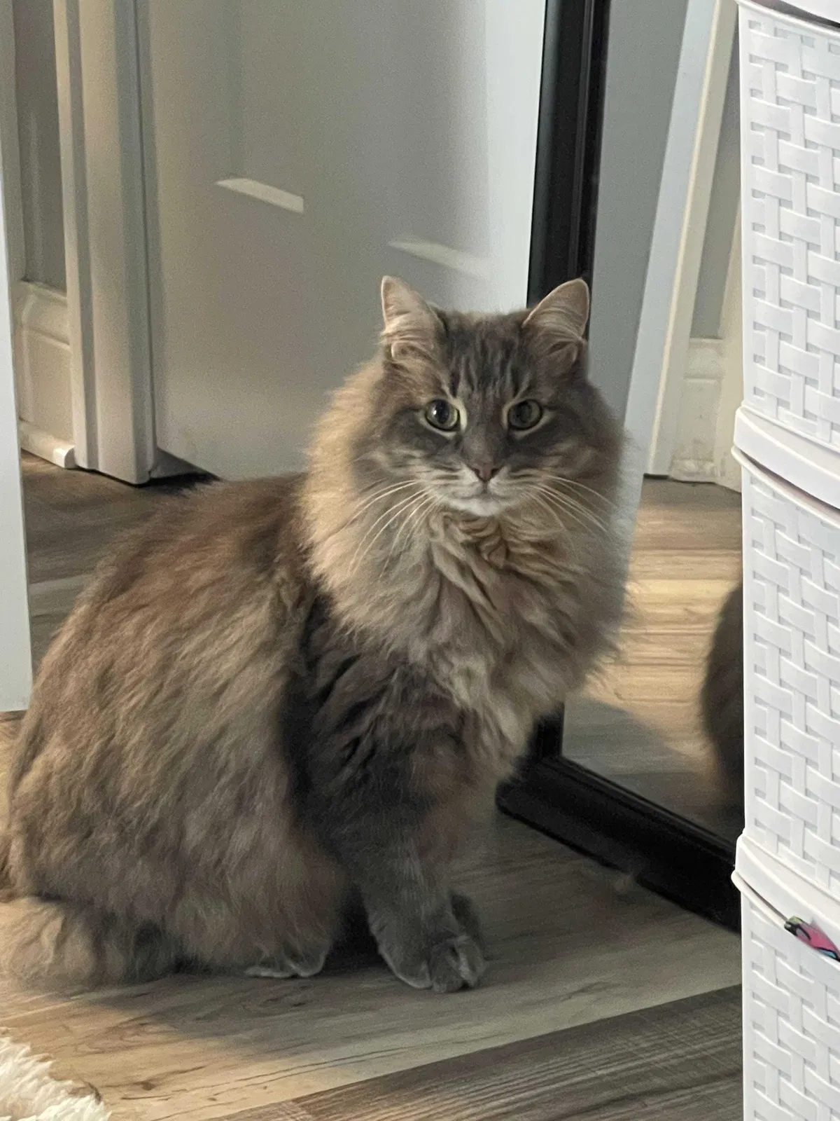 Lost cat in Barrington, IL, 60010