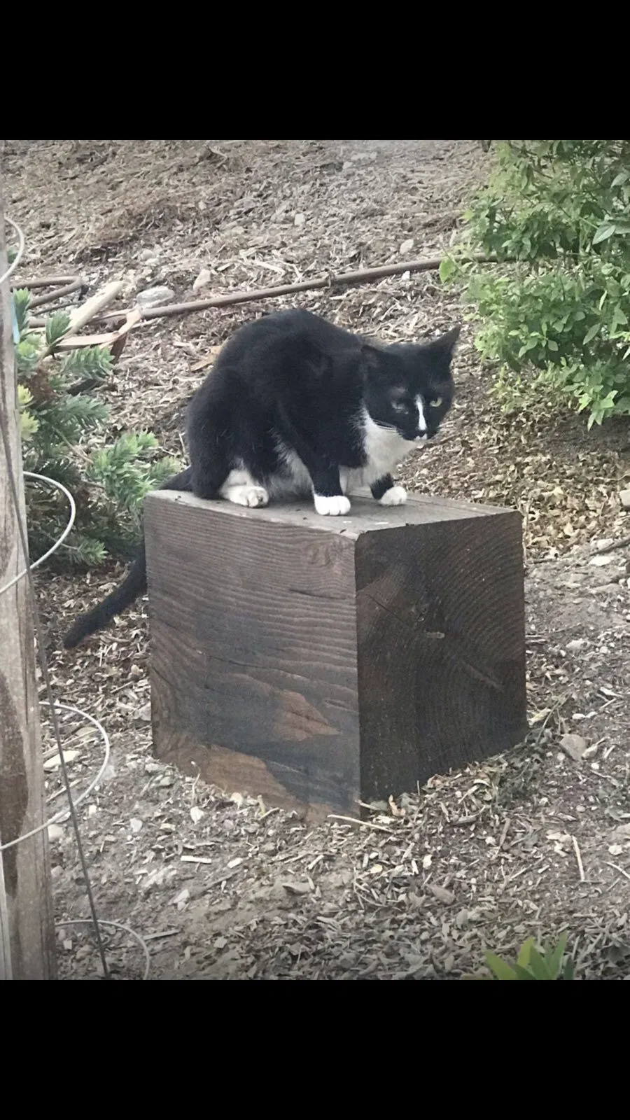 Lost cat in San Bernardino, CA, 92407