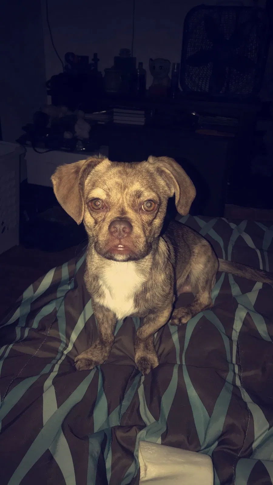 Lost dog in La France, SC, 29656