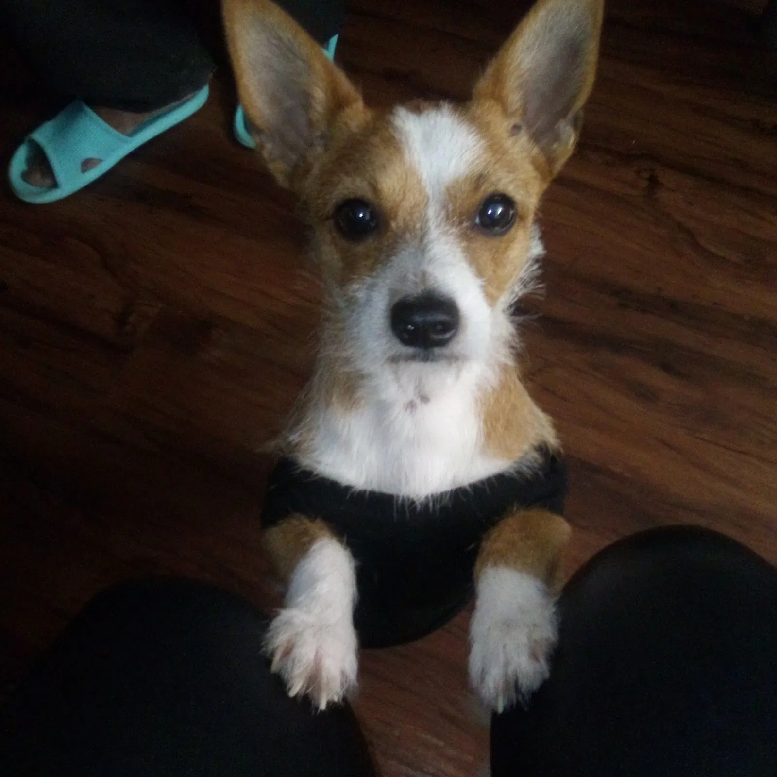 Lost dog in San Antonio, TX, 78219