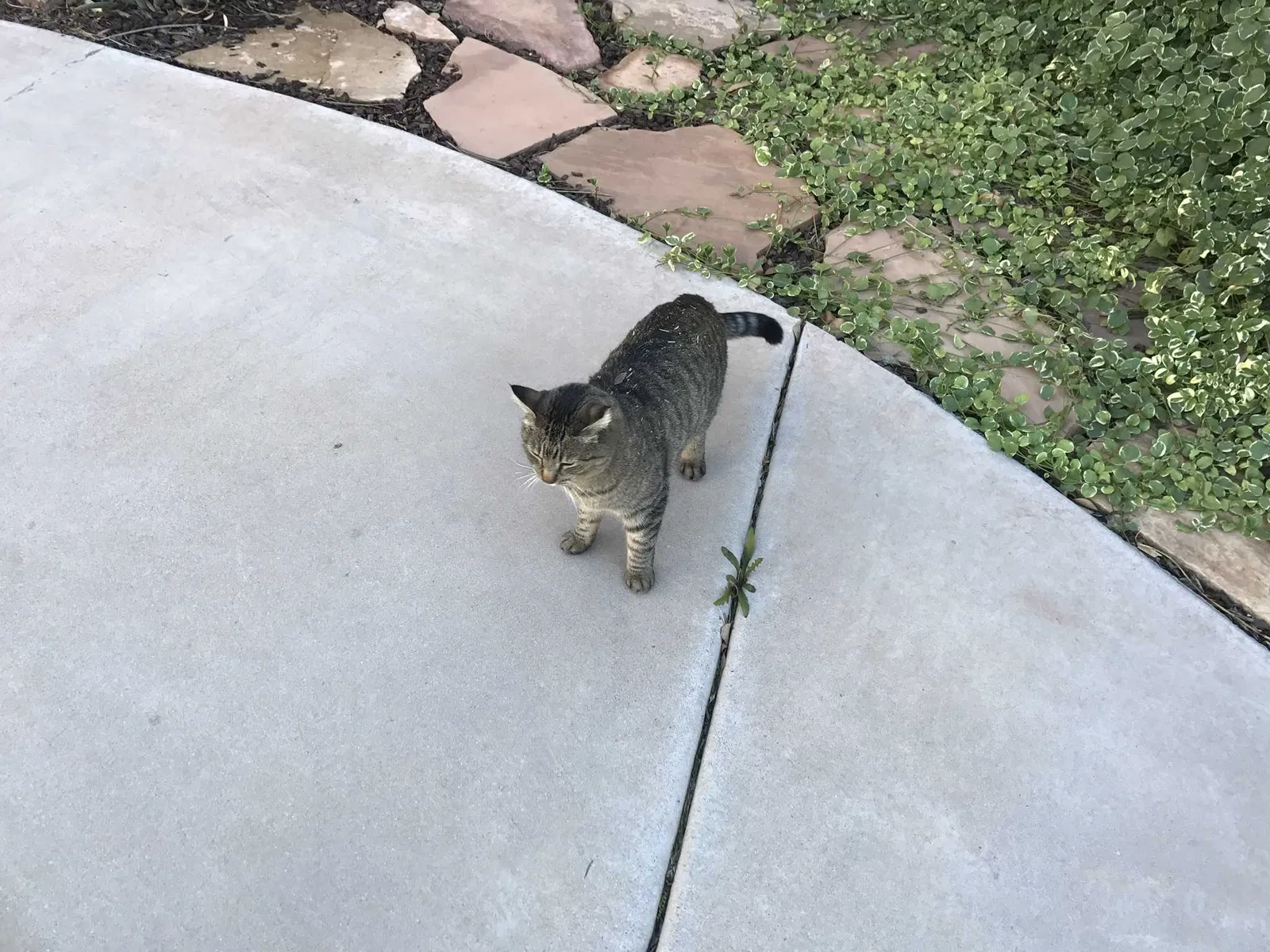 Lost cat in Chandler, AZ, 85286