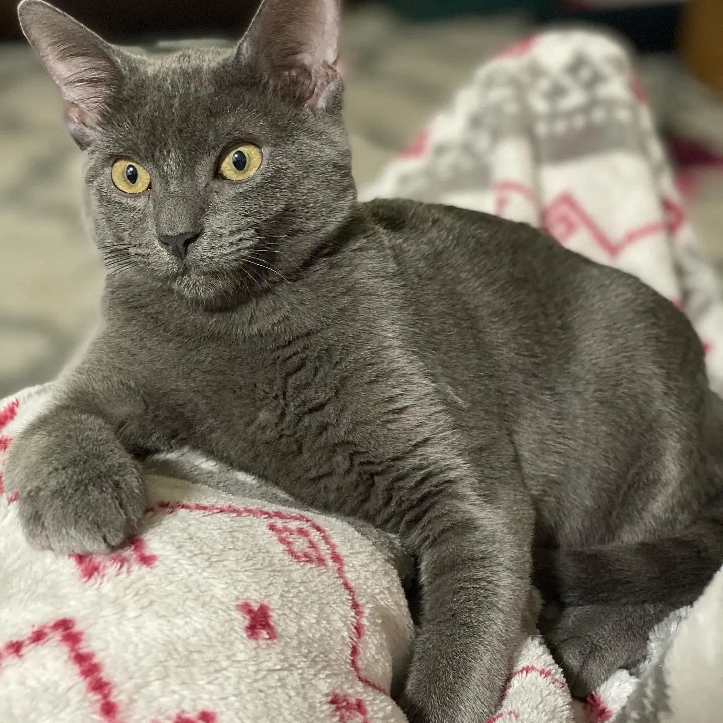 Lost cat in San Antonio, TX, 78213