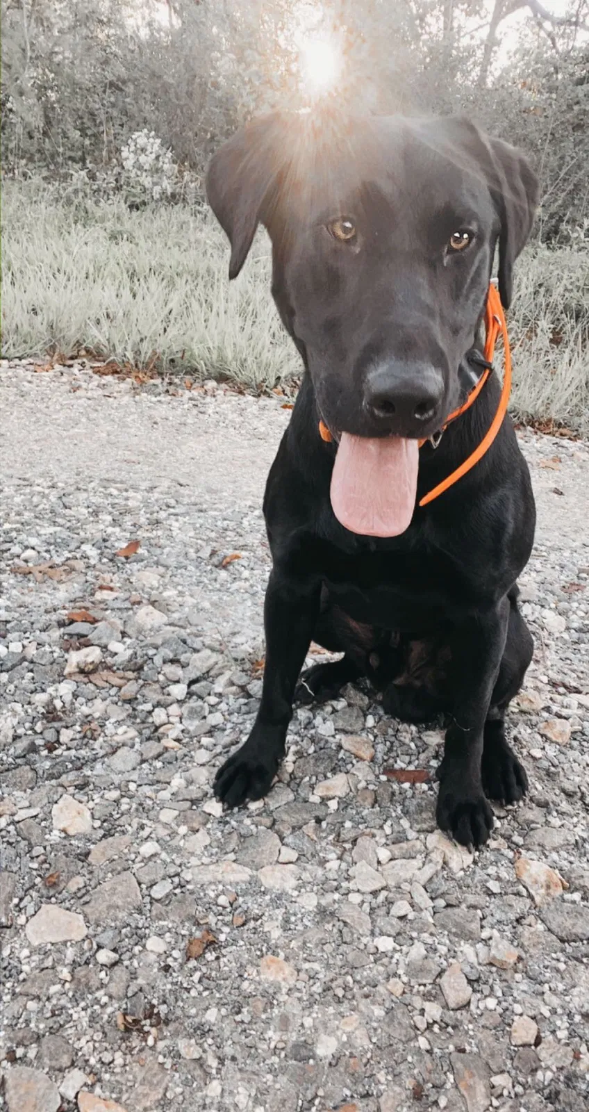 Lost dog in Mount Airy, GA, 30563