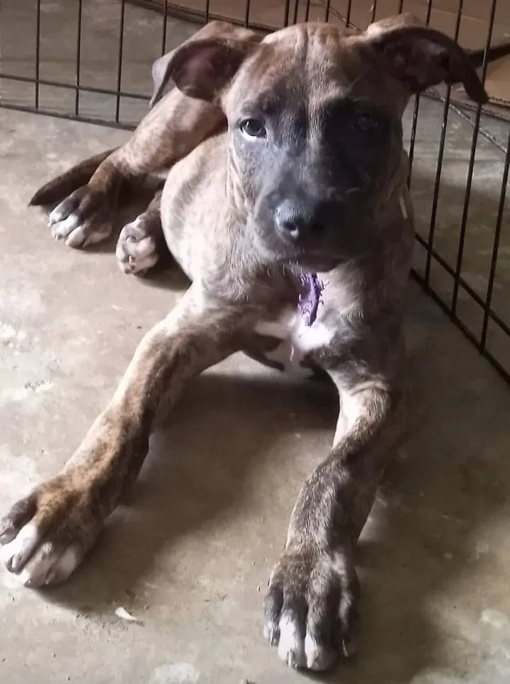 Lost dog in Murfreesboro, TN, 37129