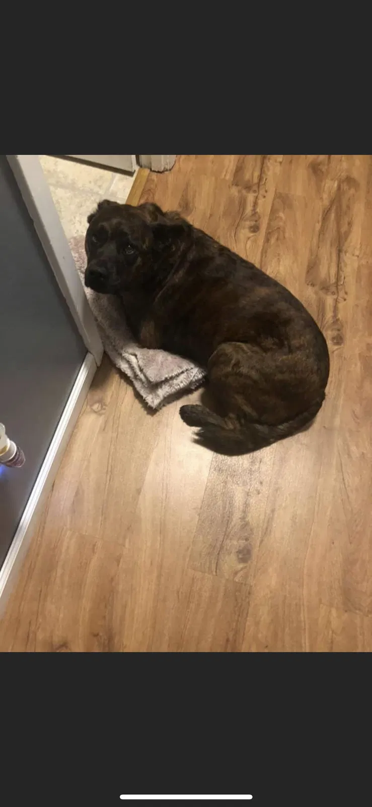 Lost dog in Englewood, OH, 45322