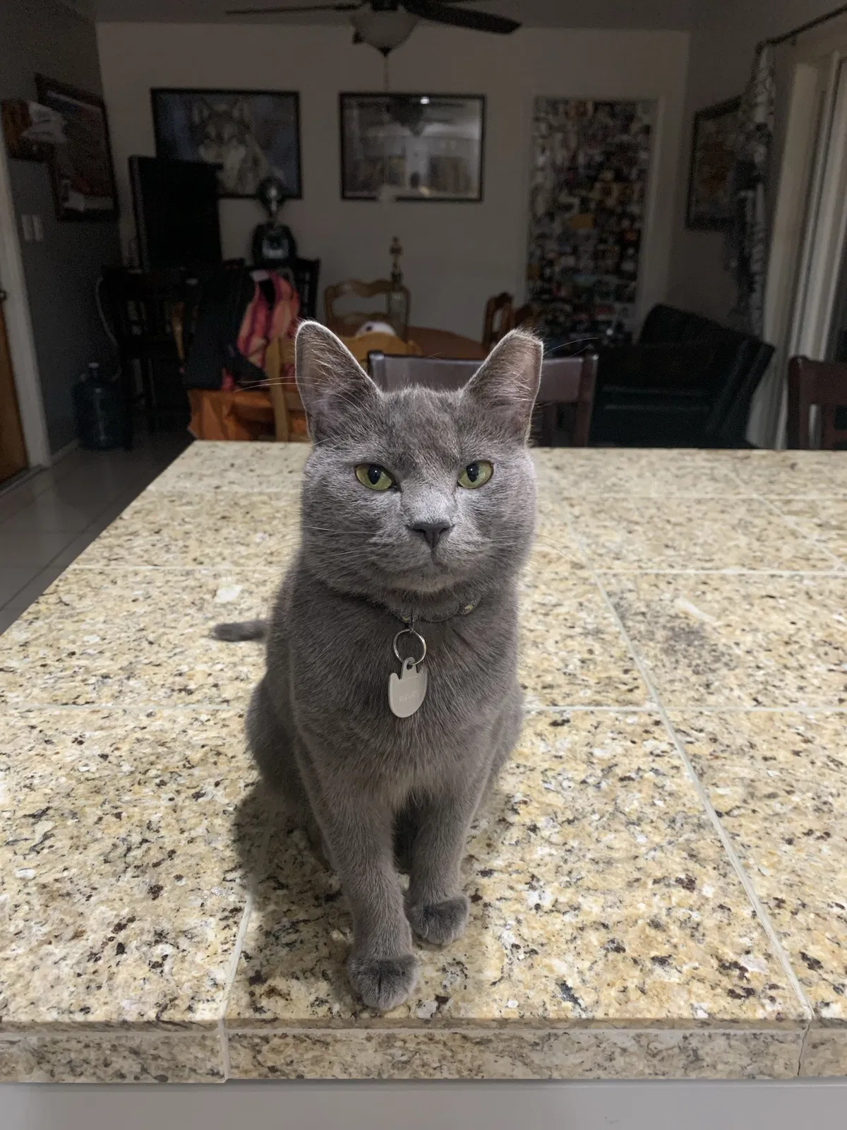 Lost cat in Glendale, AZ, 85301