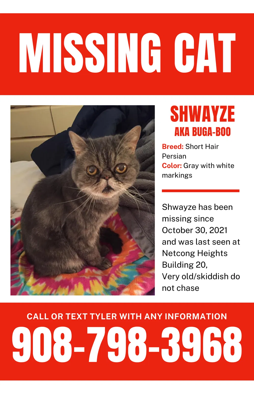 Lost cat in Netcong, NJ, 7857