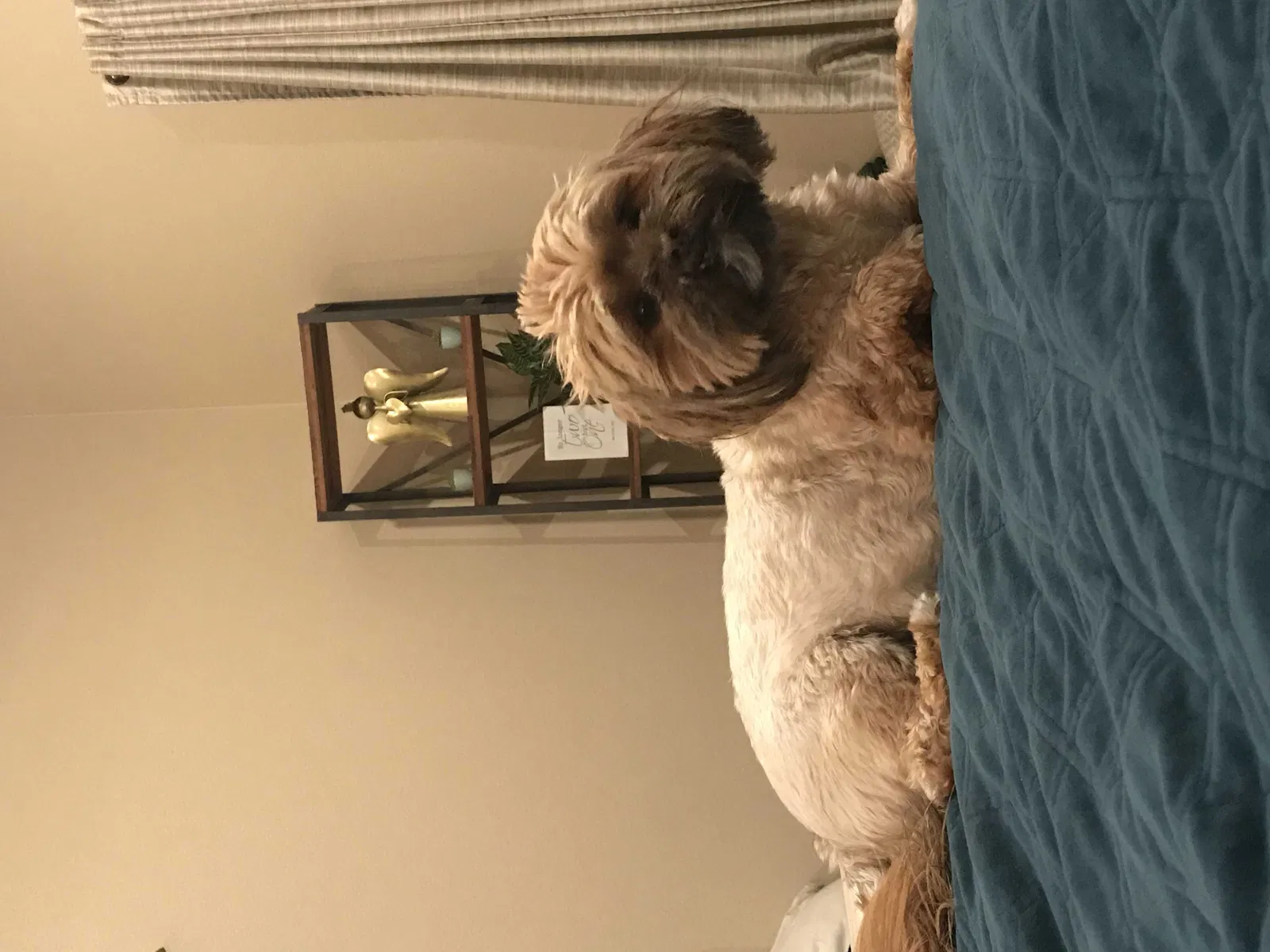 Lost dog in Killeen, TX, 76549