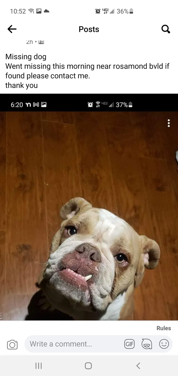 Lost dog in Rosamond, CA, 93560