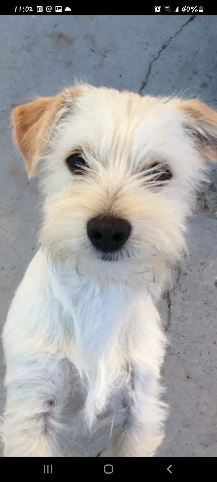 Lost dog in North Las Vegas, NV, 89030