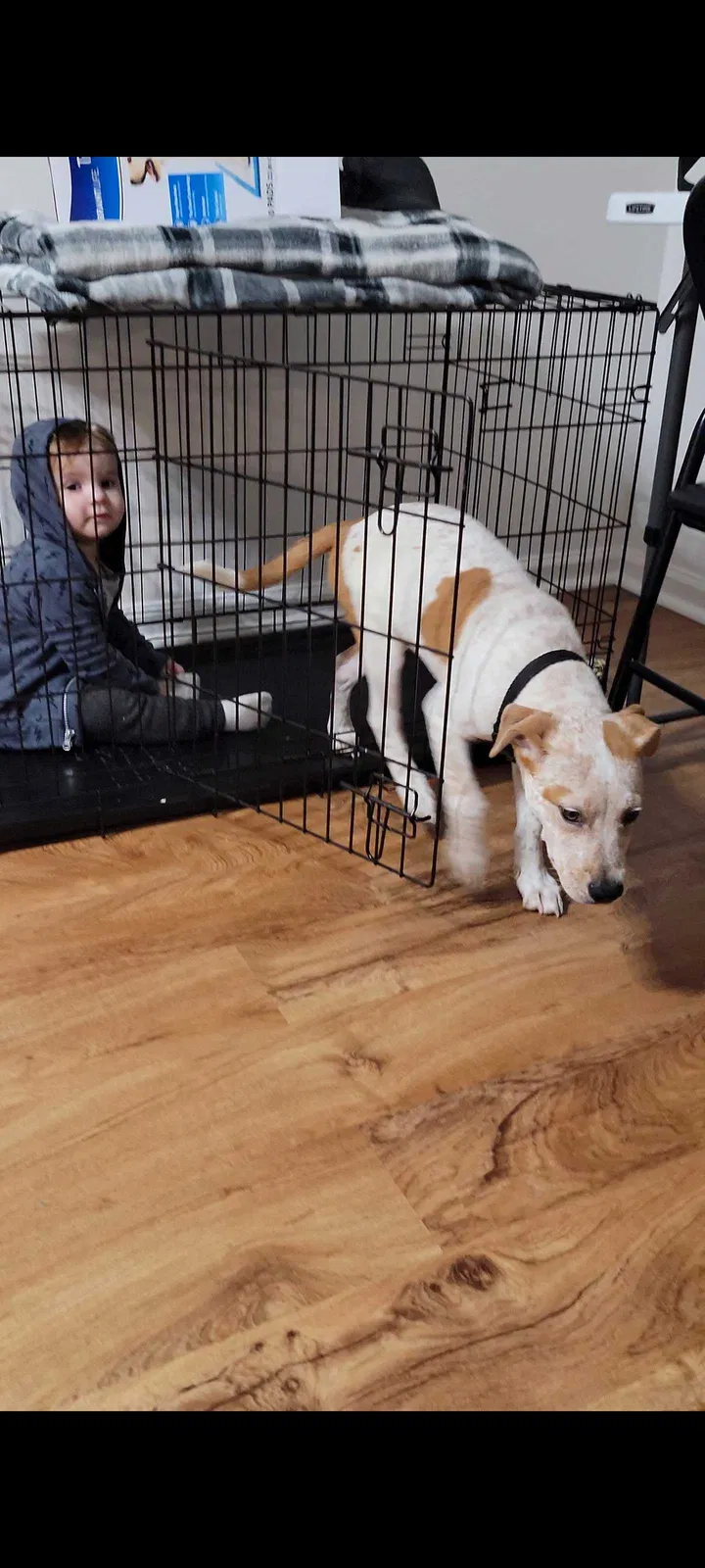 Lost dog in Paris, KY, 40361