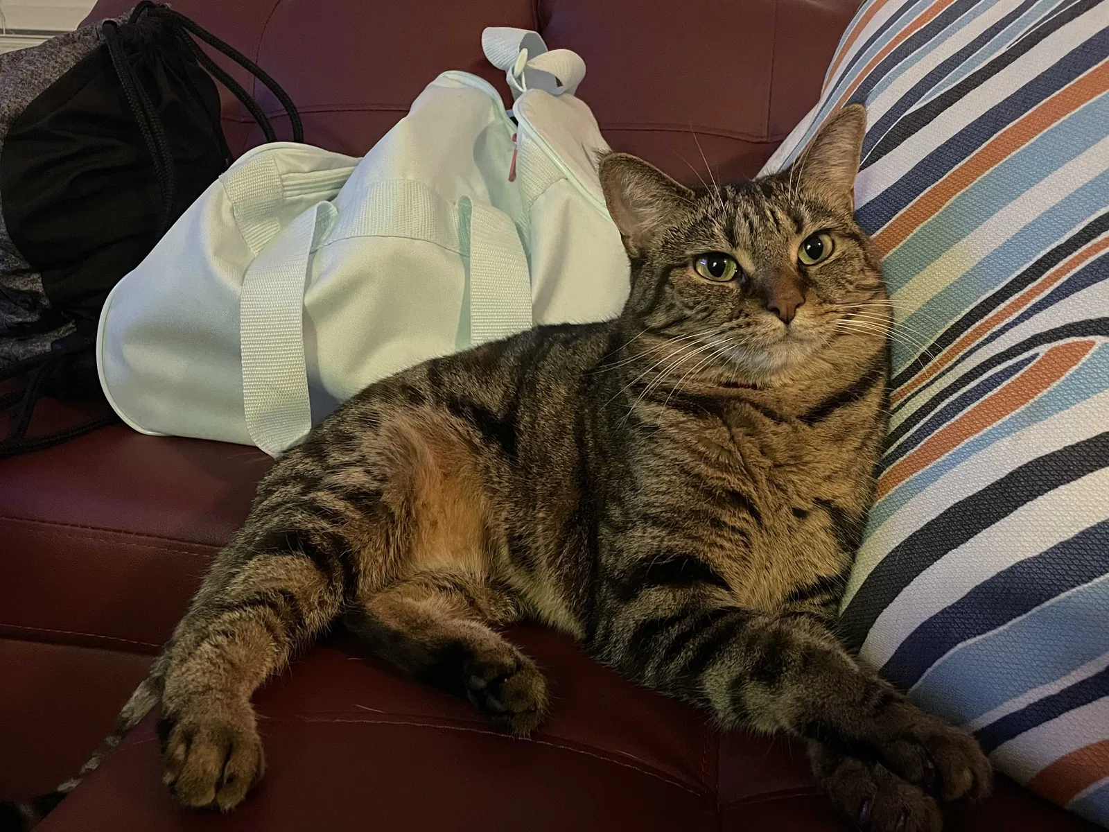 Lost cat in Fort Lauderdale, FL, 33311