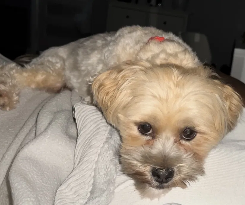 Lost dog in Catonsville, MD, 21228