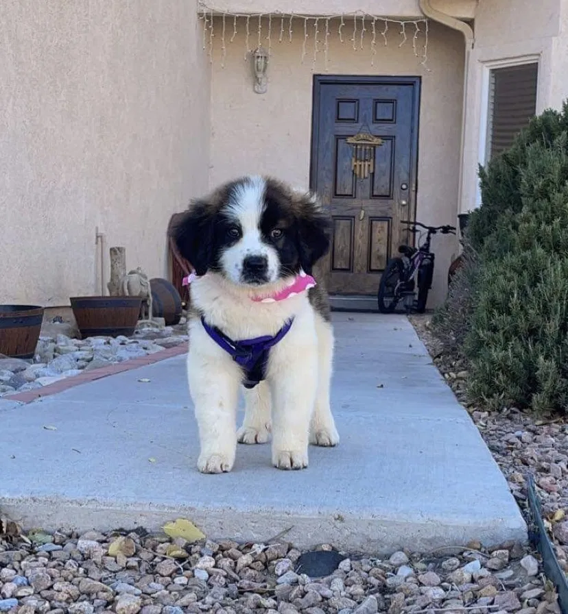 Lost dog in Albuquerque, NM, 87121
