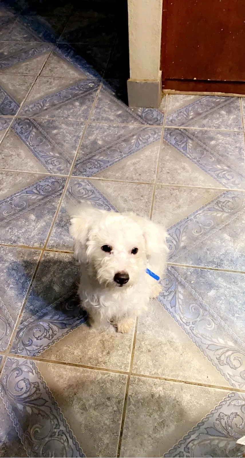Lost dog in Visalia, CA, 93291