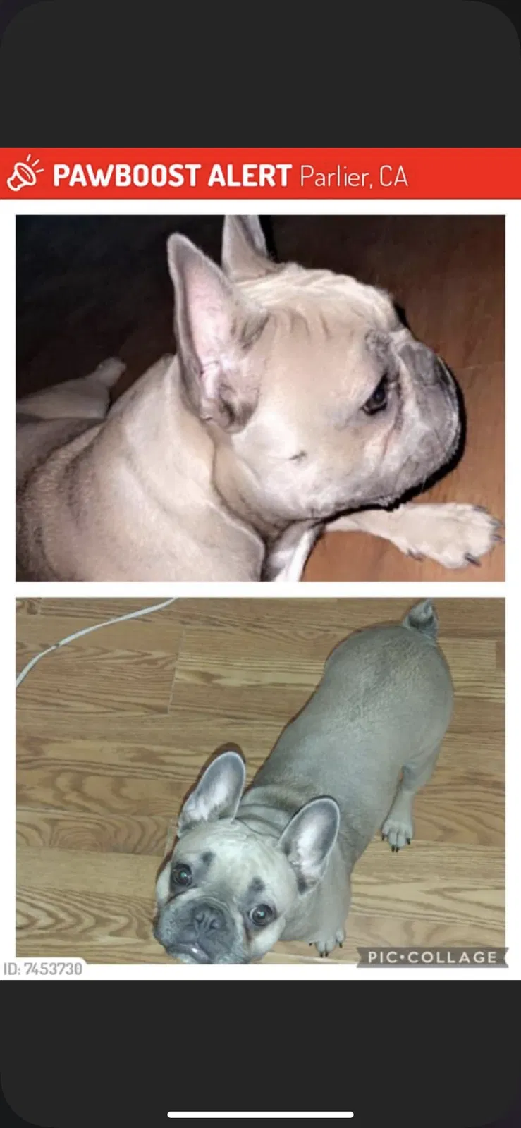 Lost dog in Parlier, CA, 93648