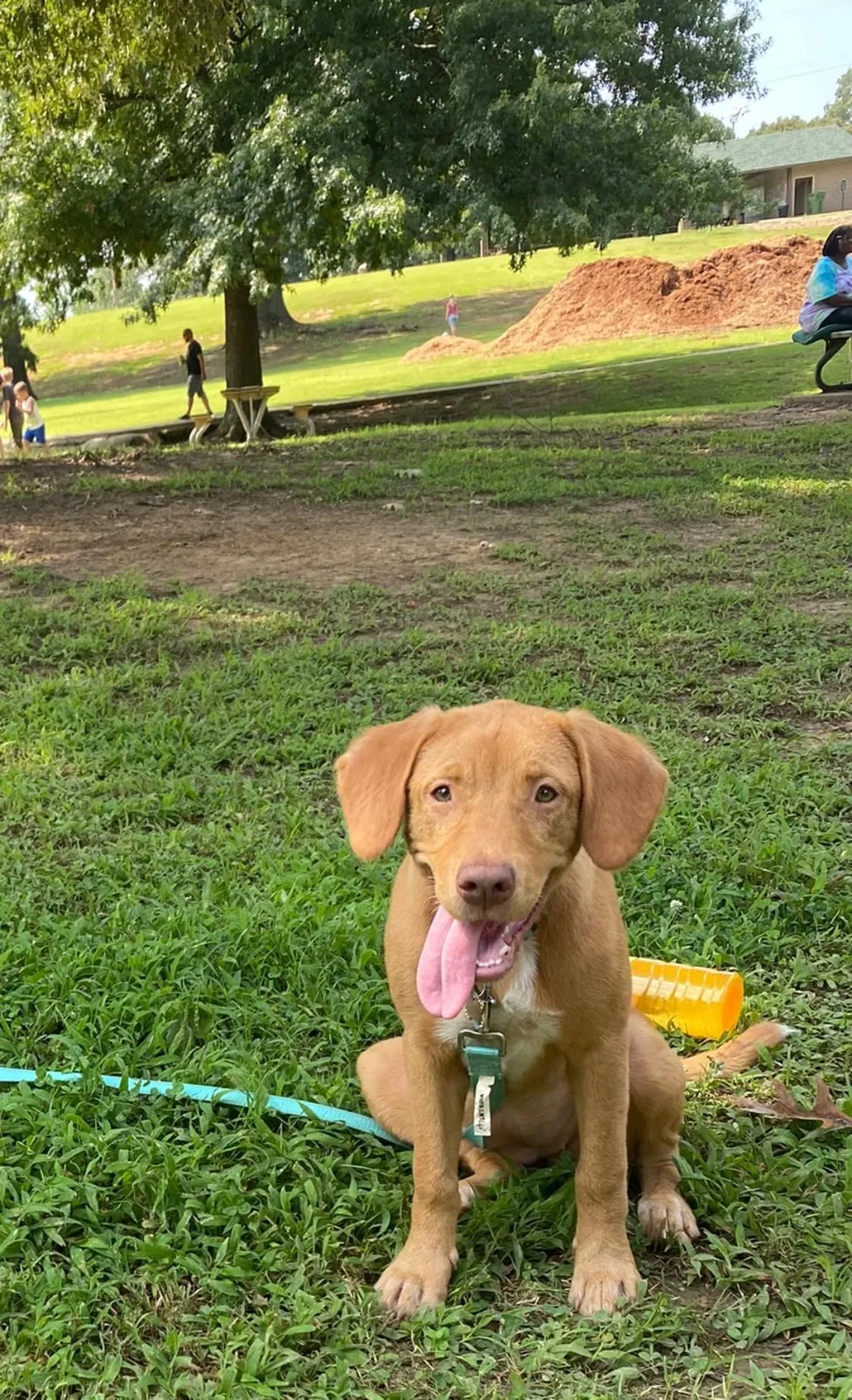 Lost dog in Holly Springs, MS, 38635