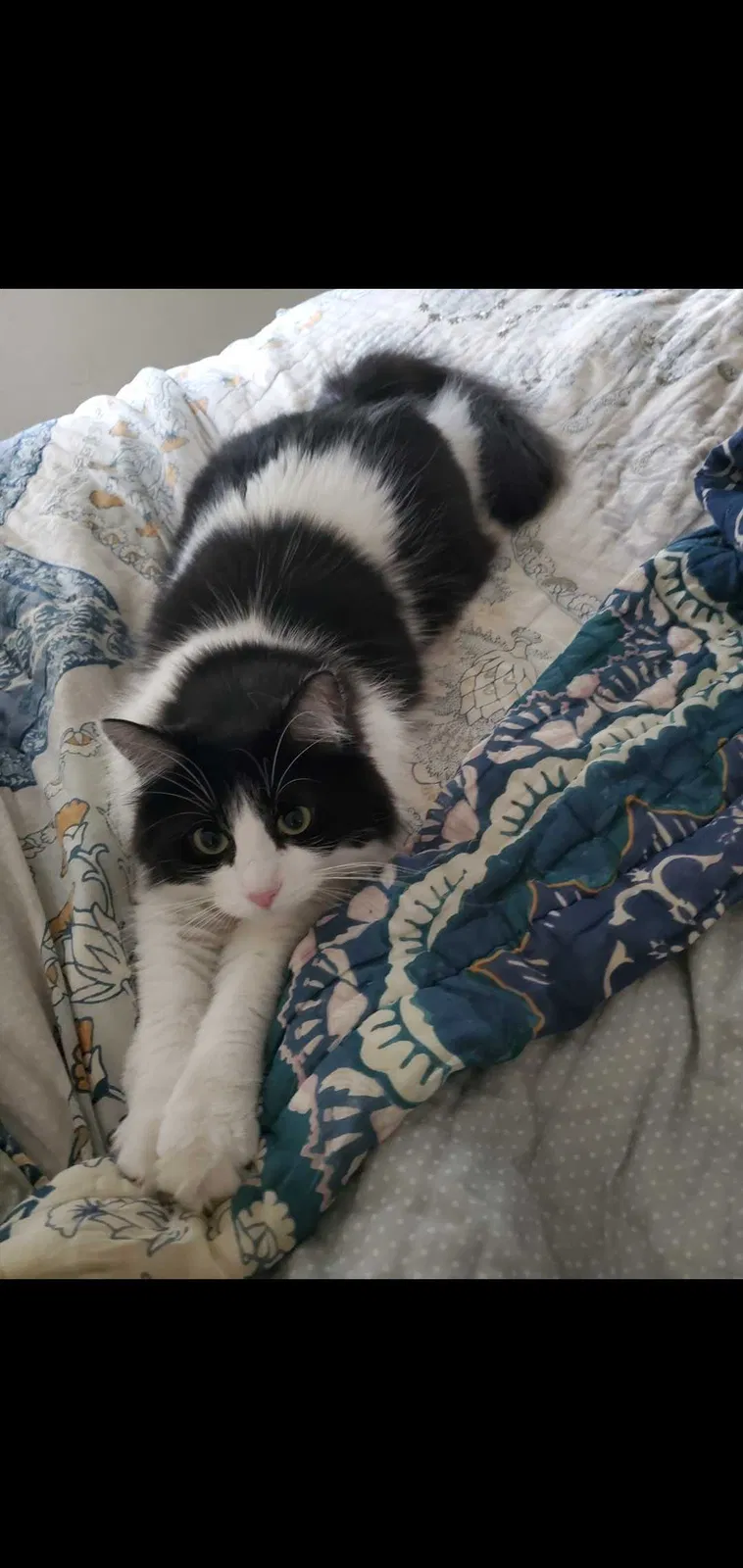 Lost cat in Vista, CA, 92084
