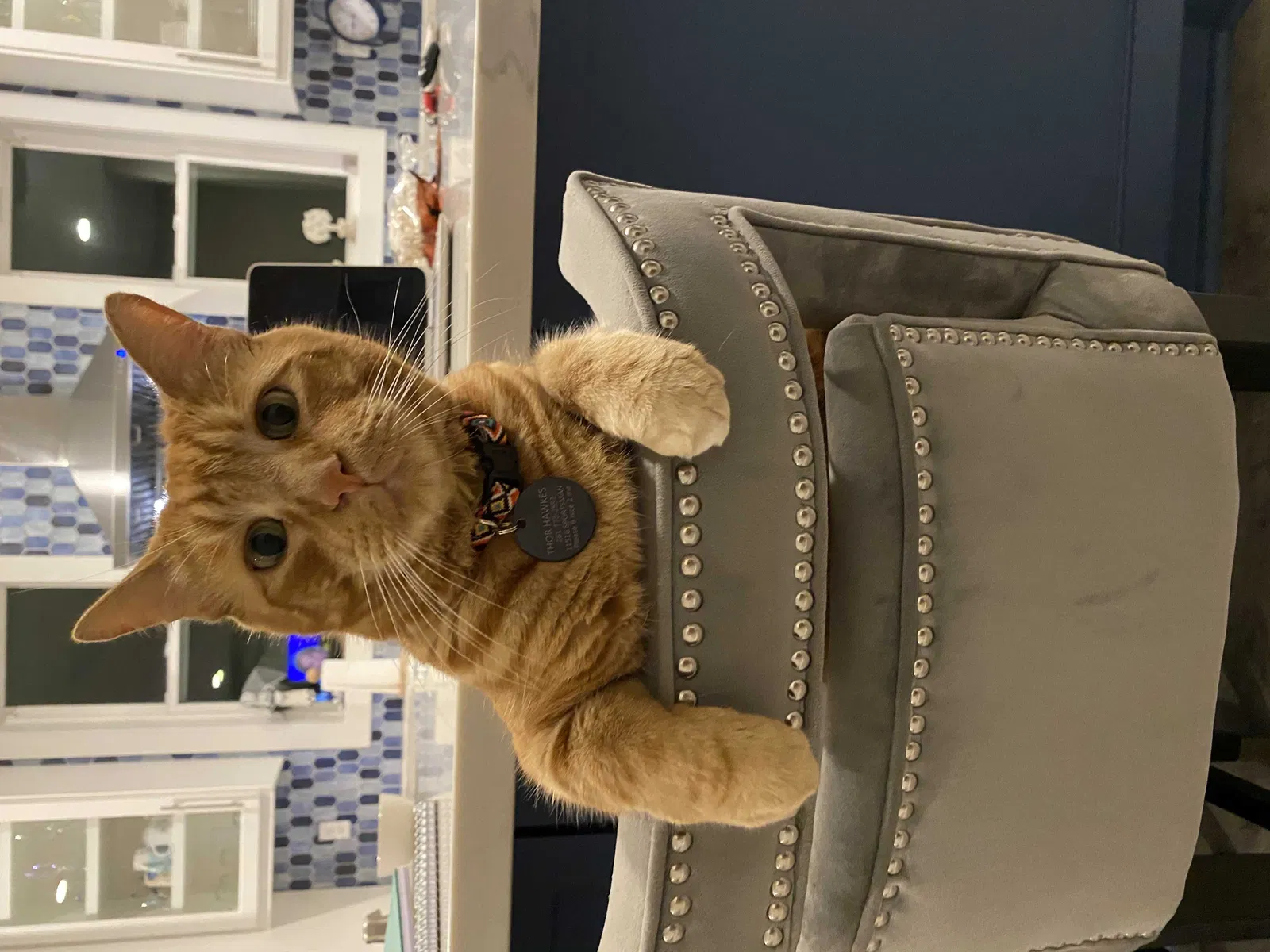 Lost cat in Galveston, TX, 77554