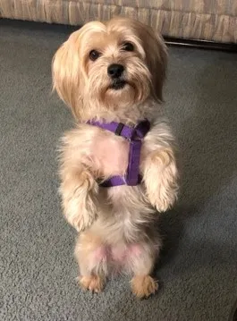 Lost dog in Fruitland, ID, 83619