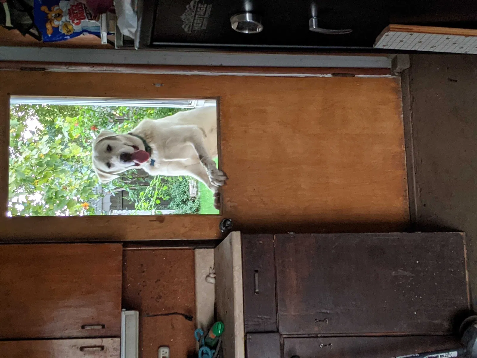 Lost dog in Davis, CA, 95616