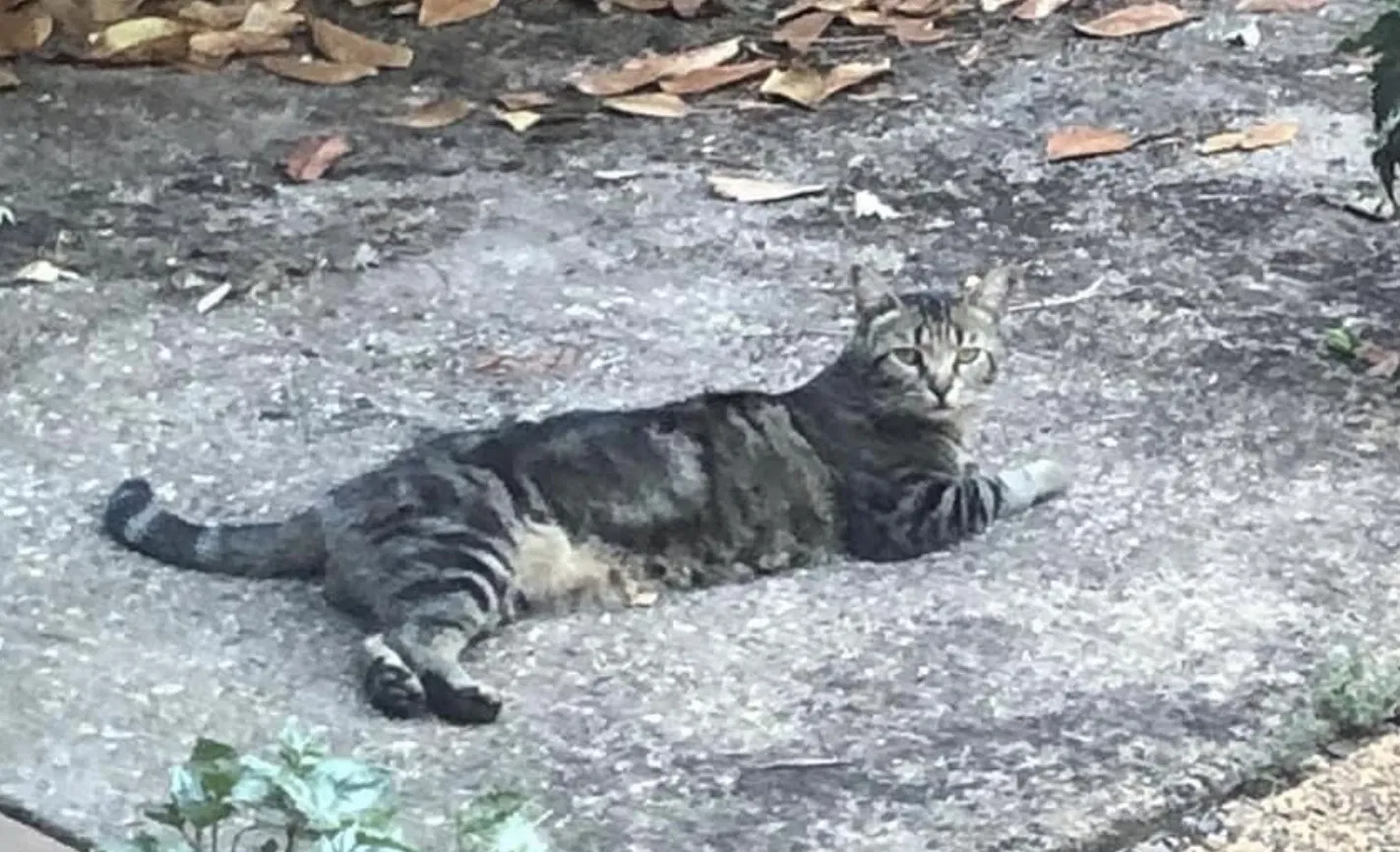 Lost cat in Grass Valley, CA, 95945