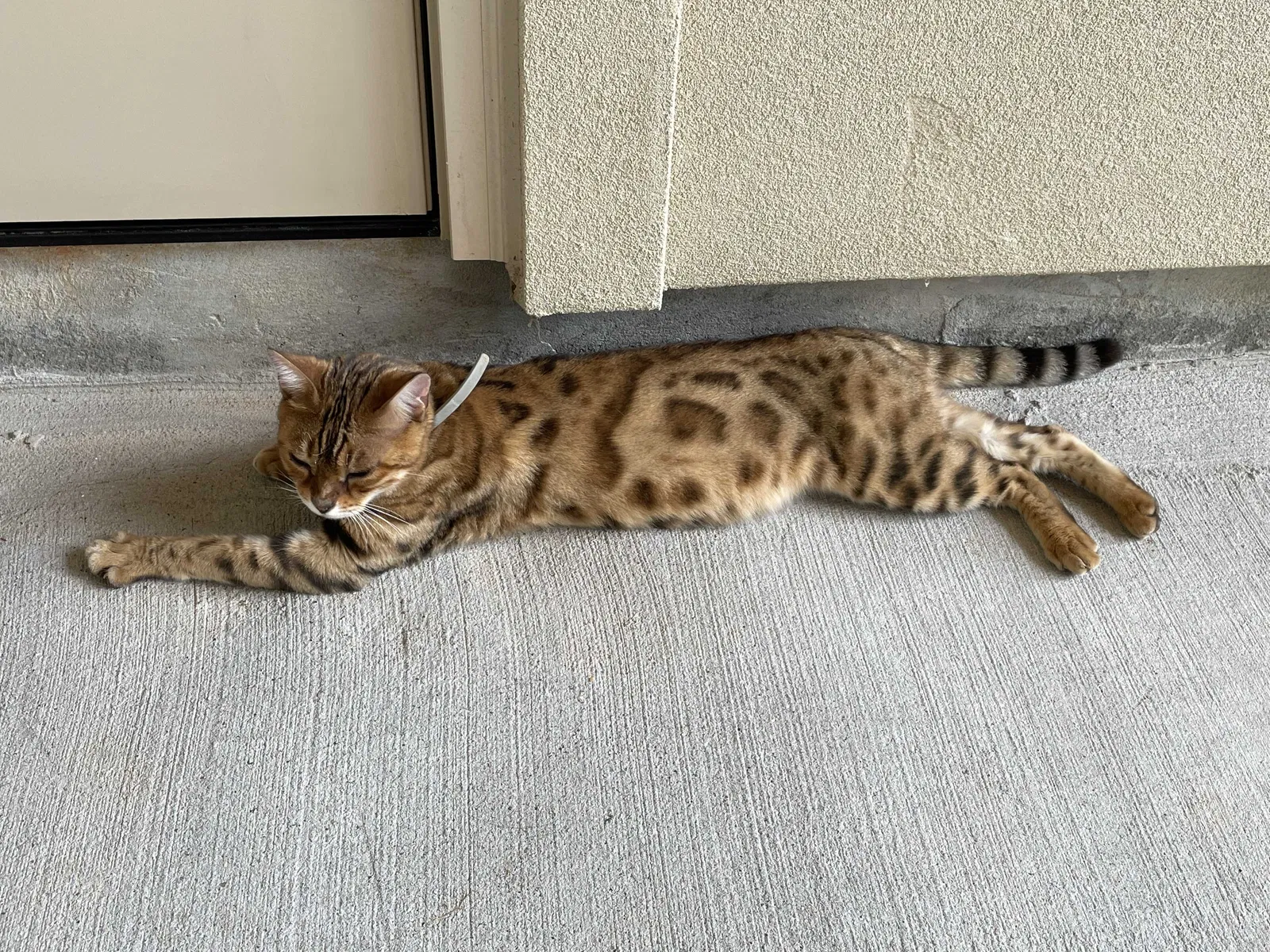 Lost cat in Montgomery, TX, 77356