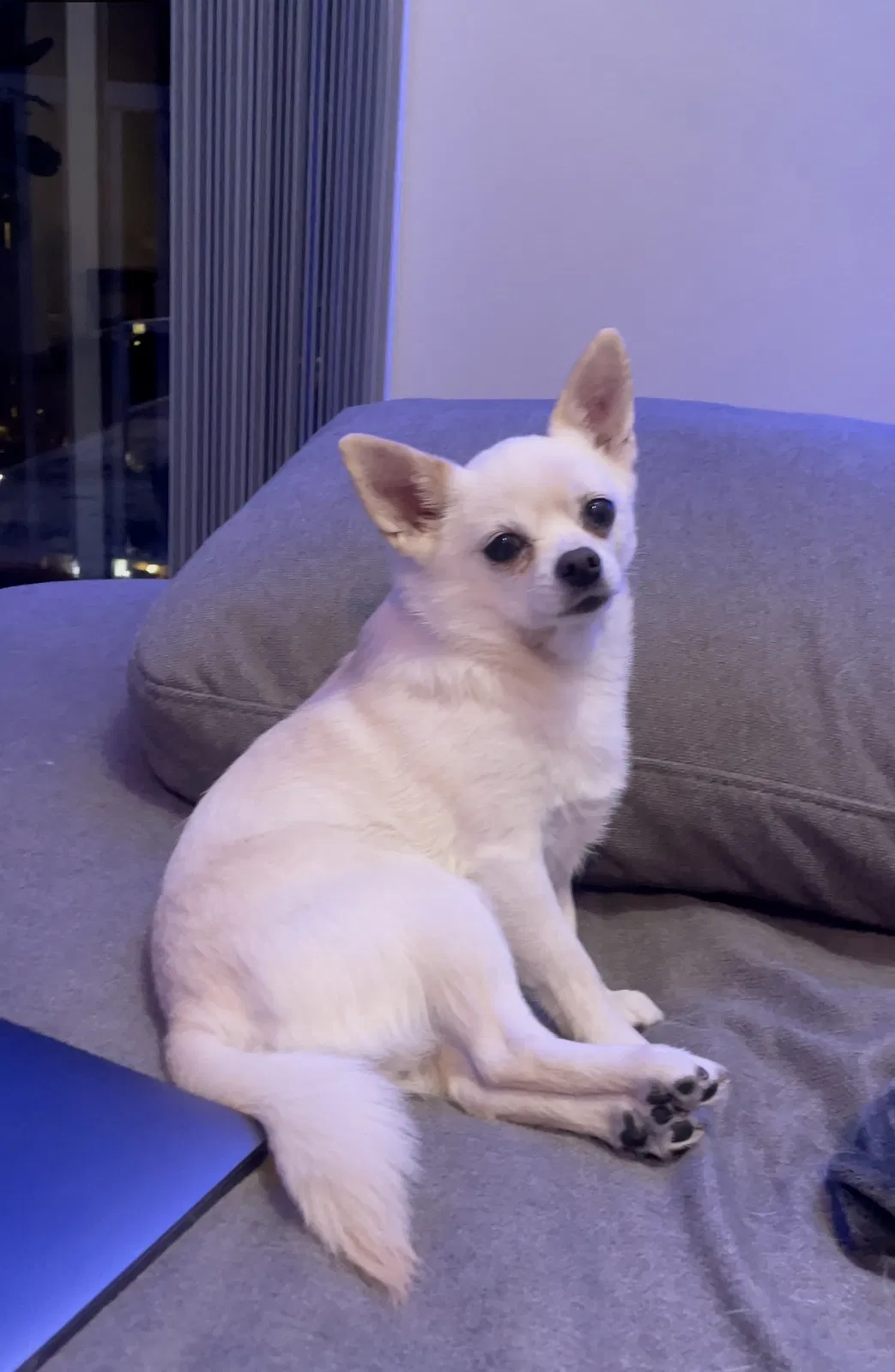 Lost dog in Denver, CO, 80204