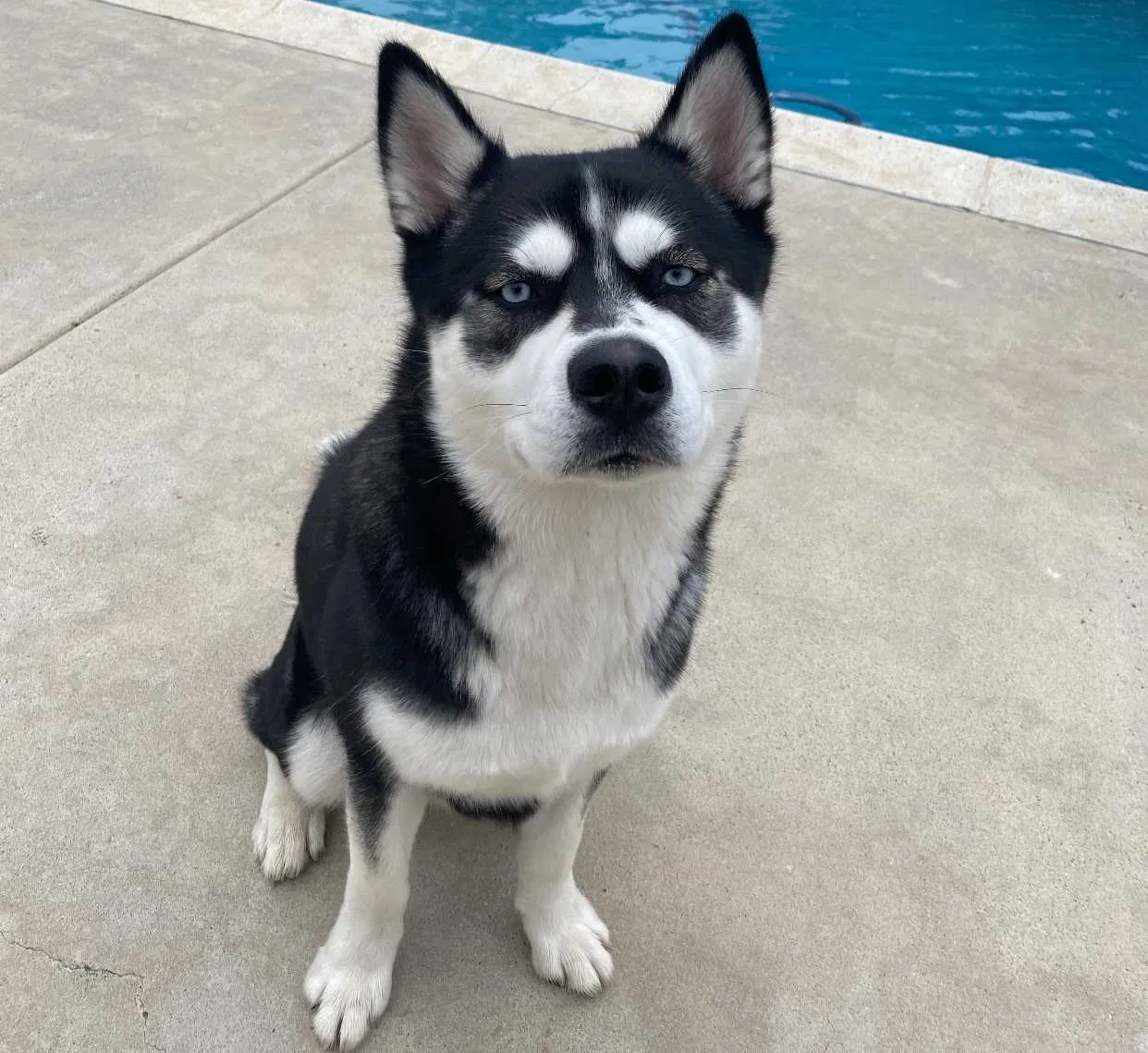 Lost dog in El Cajon, CA, 92019