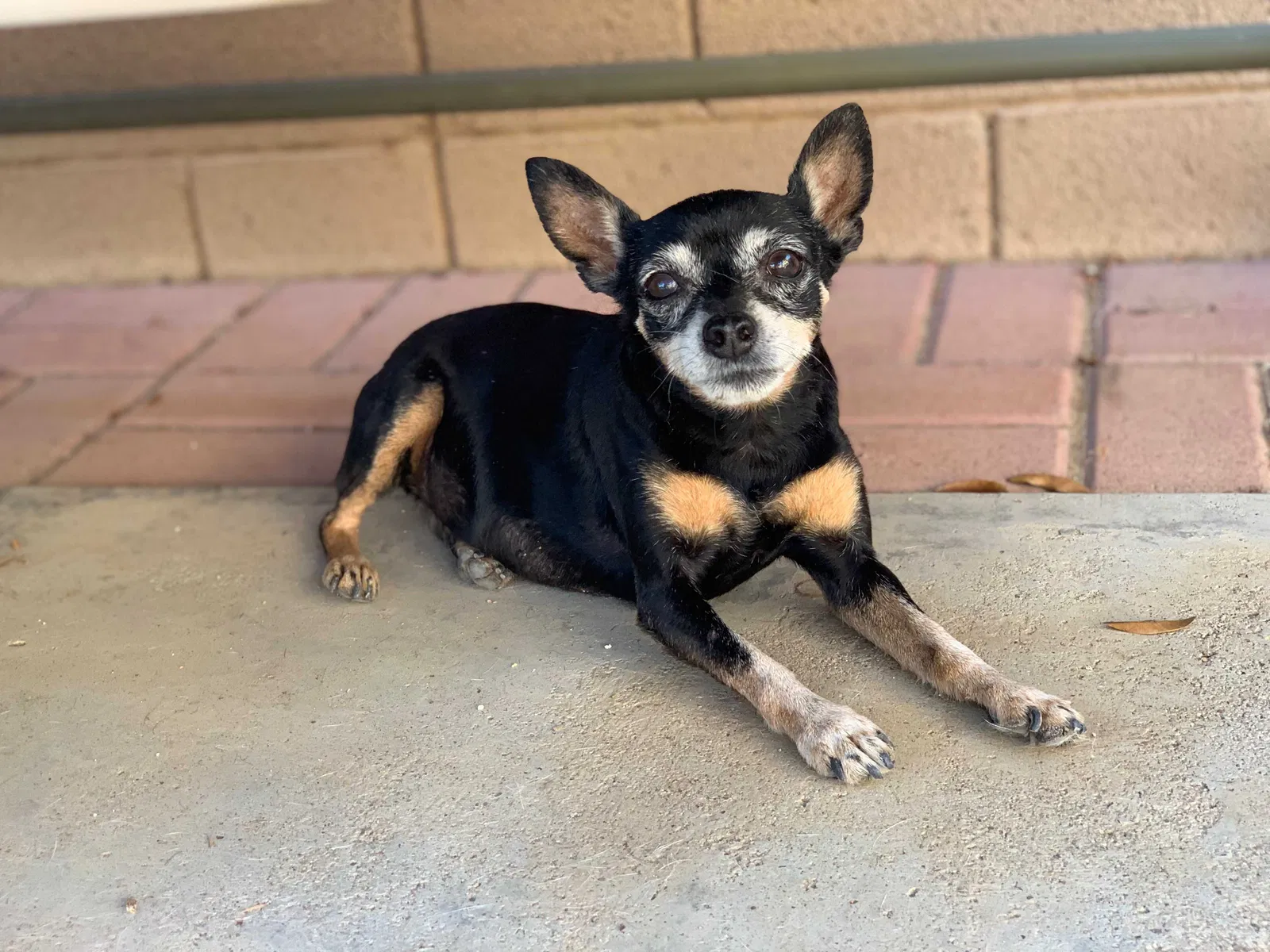 Lost dog in Buckeye, AZ, 85326