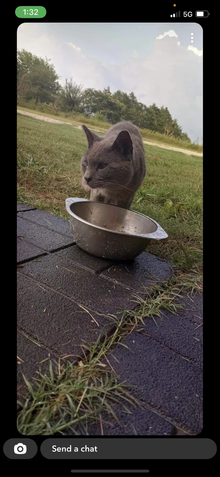 Lost cat in Elgin, TX, 78621